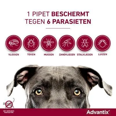 Bayer Advantix spot-on >40 kg – Snabb skydd mot loppor, kvalster och bettande insekter (4 pipetter)