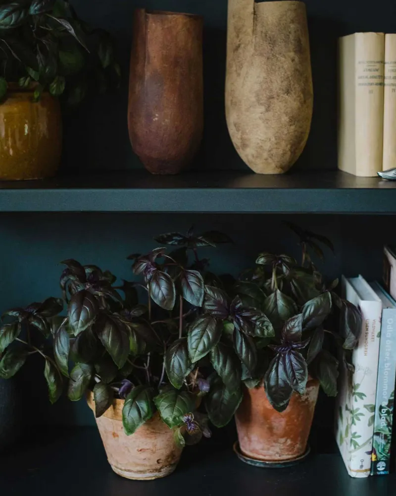 Tryckimpregnerad Purpurbasilika 'Amethyst improved' - inomhusodling