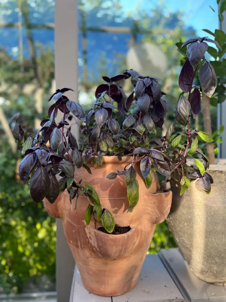 Tryckimpregnerad Purpurbasilika 'Amethyst improved' - inomhusodling