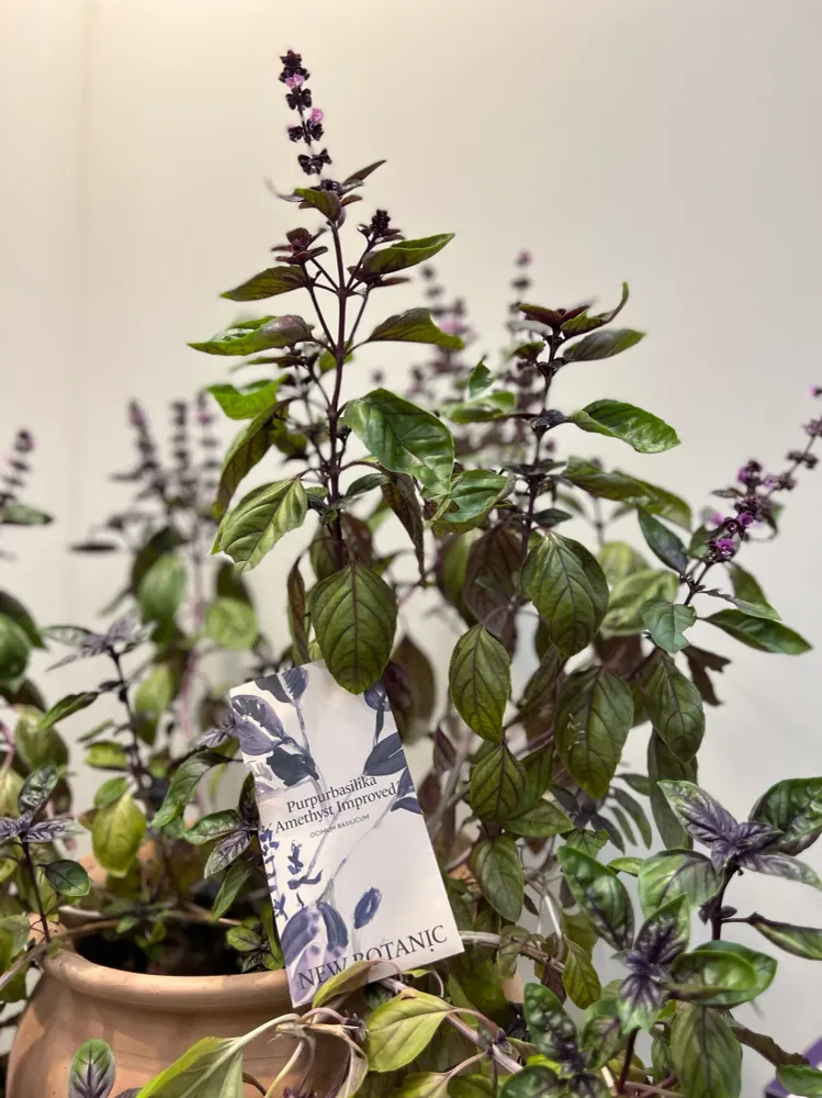 Tryckimpregnerad Purpurbasilika 'Amethyst improved' - inomhusodling