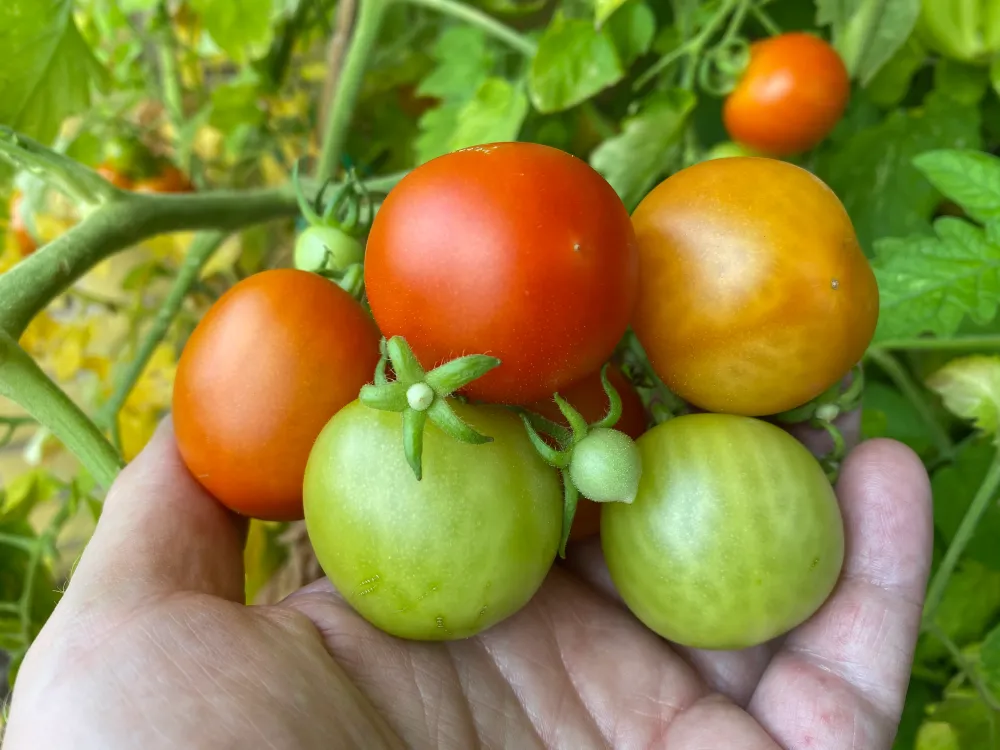Homefarm | Kapilærkasse med selvvanding
