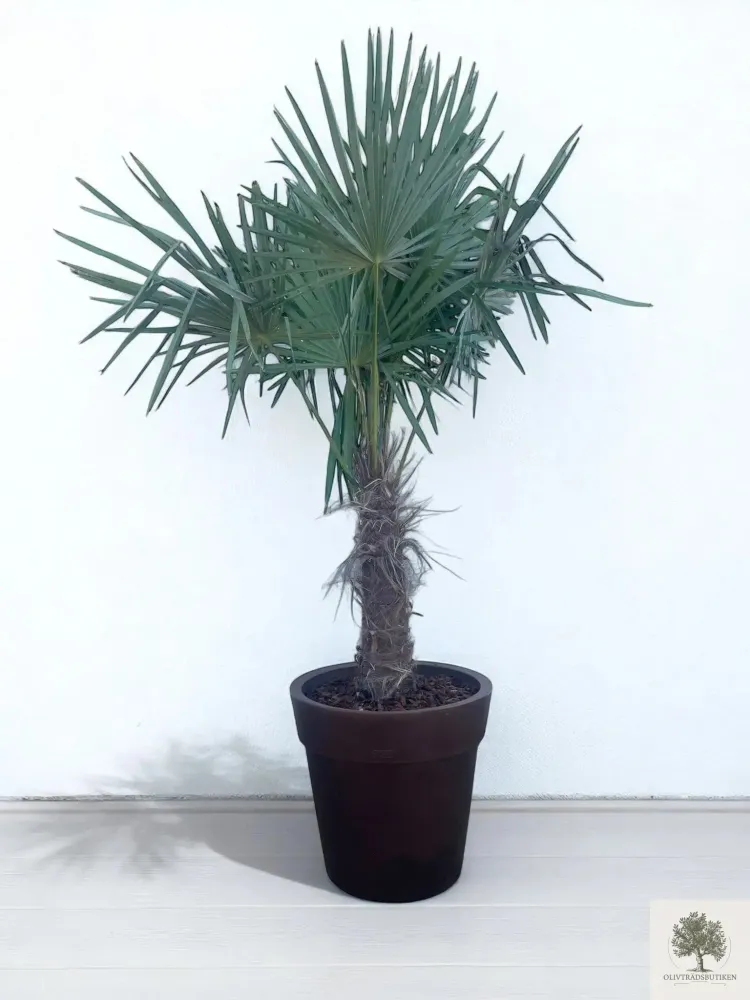 Spacious Kruka Lira Elite - diameter 50 cm Dove