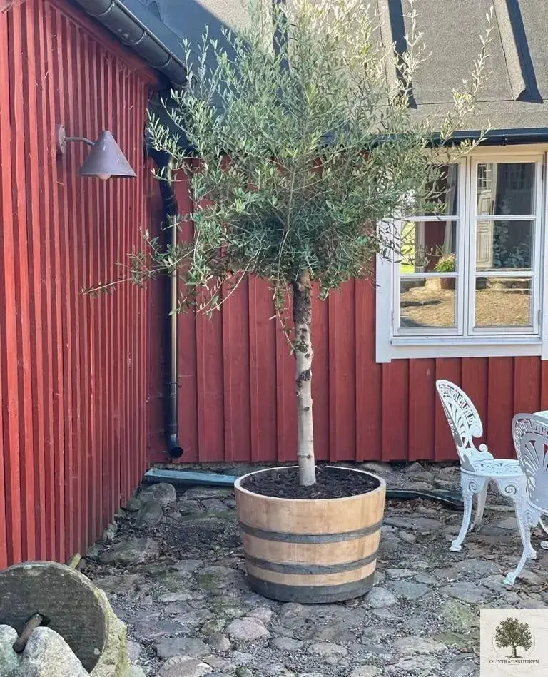 Vintunna i ek (använd) 70 x 96 cm