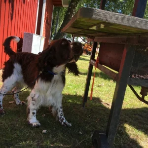 Nosework Läger på Öland, 24–26 juni