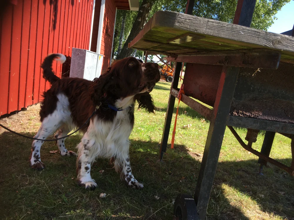 Nosework Läger på Öland, 24–26 juni