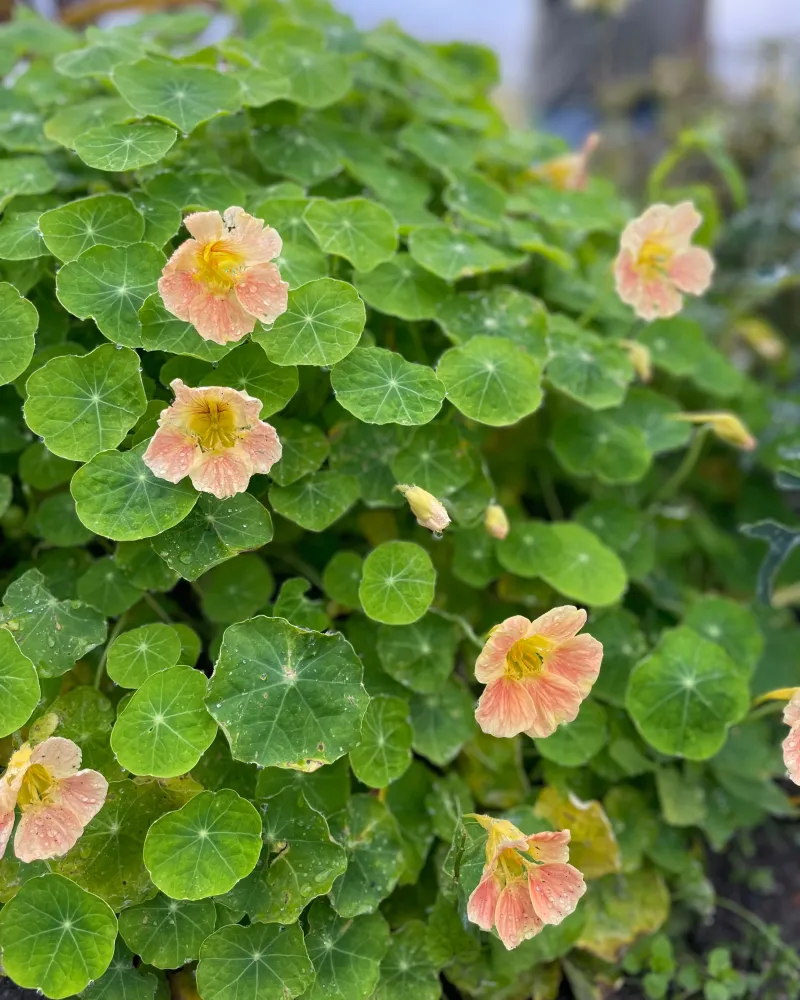 Buskkrasse 'Tip top pink blush'