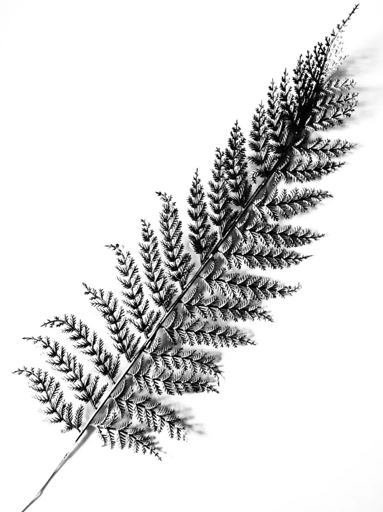 212 " Feather" 30x40cm