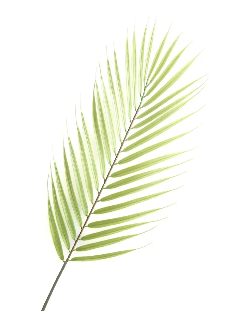 473 " Palmleaf" 30x40cm
