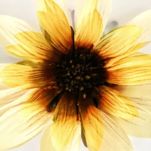 479 "Sunflower" 30x40cm