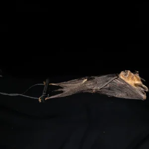 Fladdermus - Cynopterus brachyotis