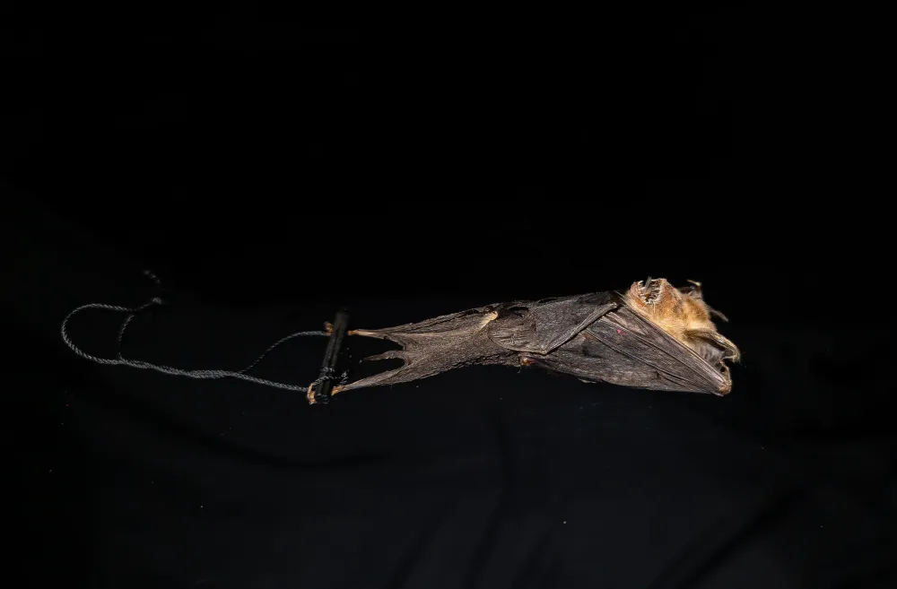 Fladdermus - Cynopterus brachyotis