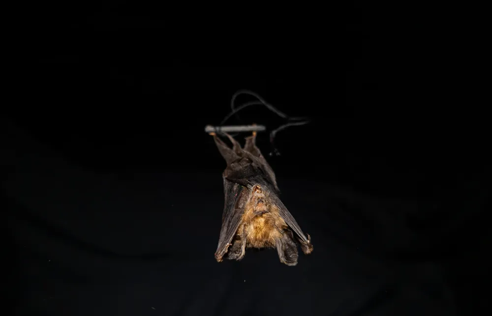 Fladdermus - Cynopterus brachyotis