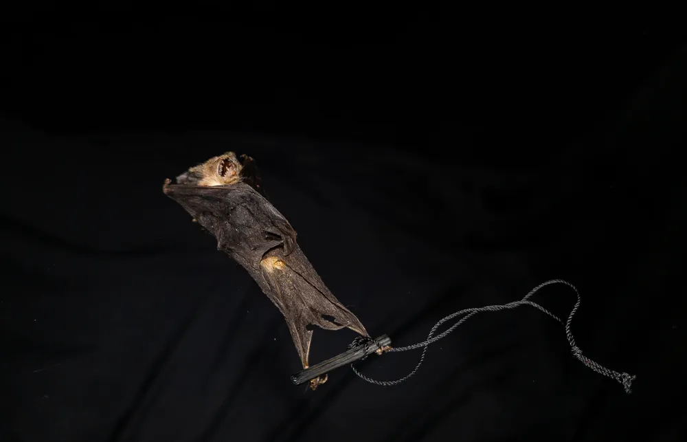 Fladdermus - Cynopterus brachyotis