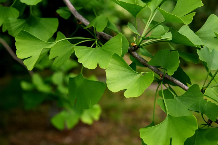 Gingko 16-18