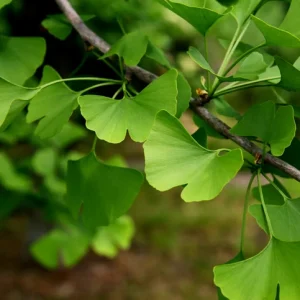 Ginkgo 12-14