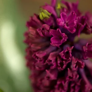 Hyacint 'Woodstock'