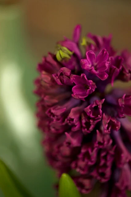 Hyacint 'Woodstock'