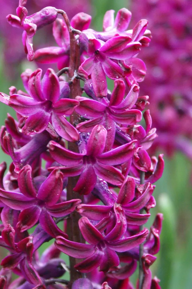 Hyacint 'Woodstock'