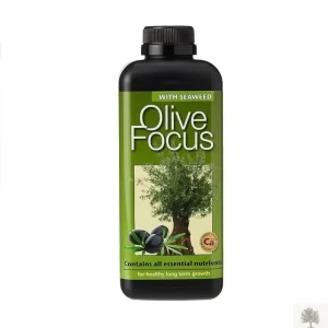 Olivträdsnäring - Olive focus | Lifetime Warranty 300