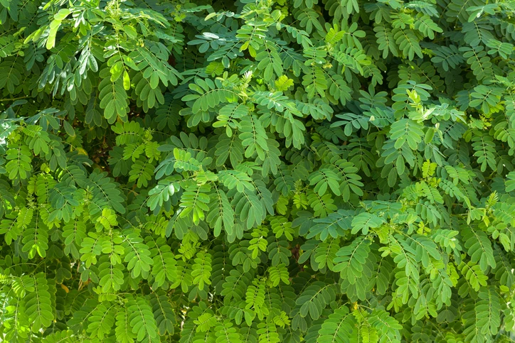Robinia 14-16