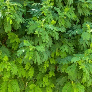 Robinia 16-18