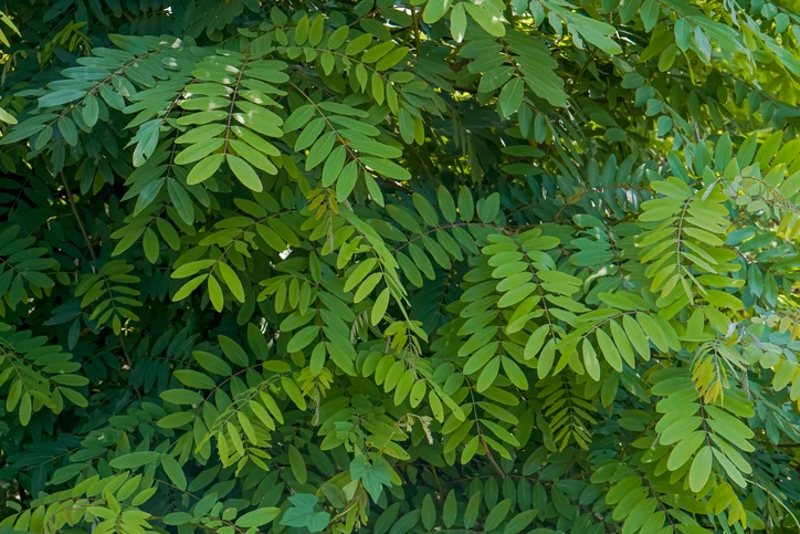 Robinia 'Bessoniana' 14-16