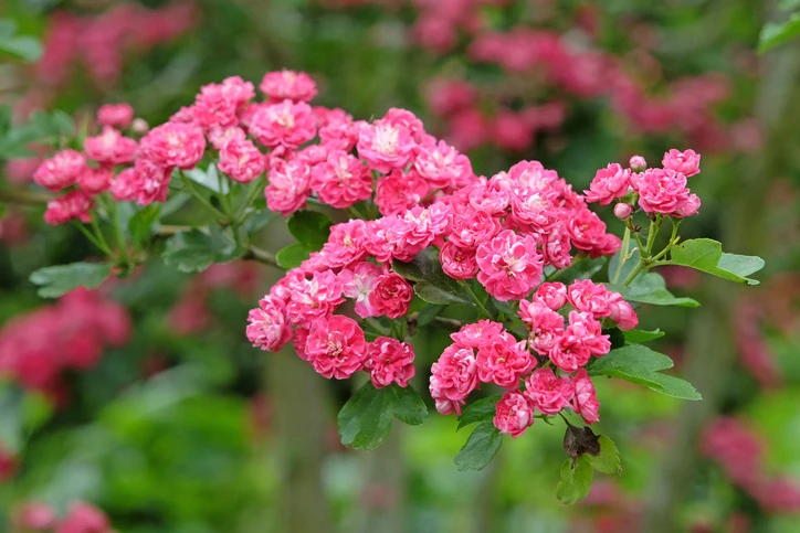 Rosenhagtorn 'Paul's Scarlet' 10-12