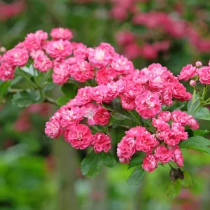 Rosenhagtorn 'Paul's Scarlet' 10-12