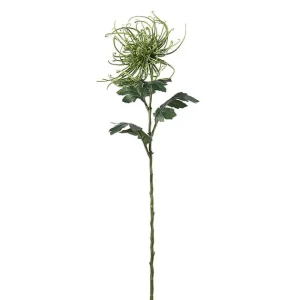 Spindelchrysanthemum 70 cm grön