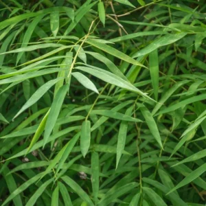 Trådlös Japansk bambu 125-150 cm
