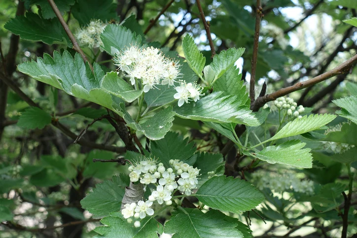 Vitoxel 'Magnifica' 14-16