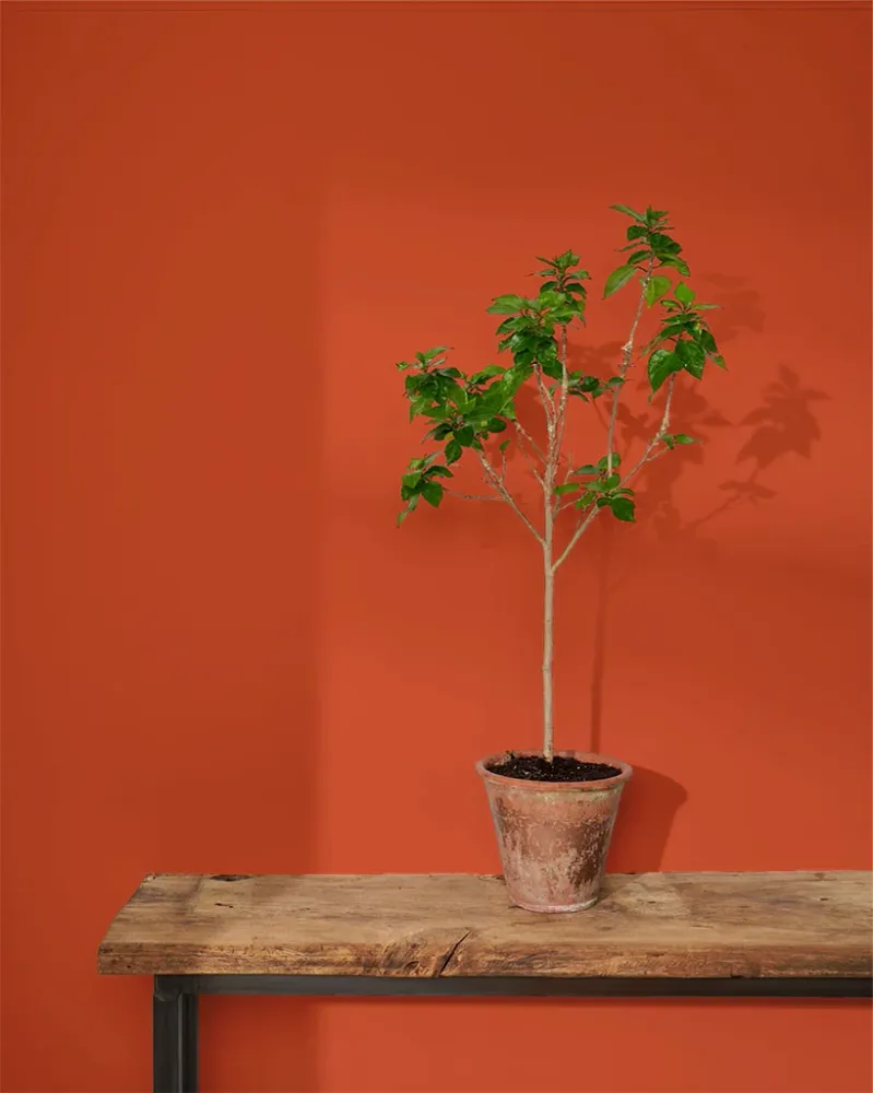 Textured Riad Terracotta Wall Paint 2