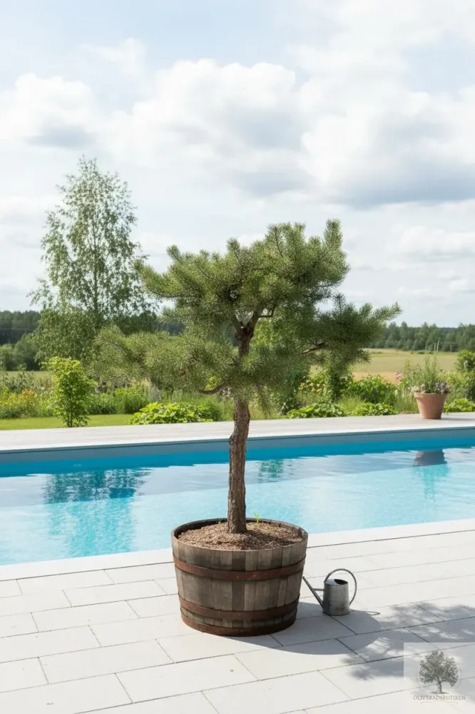 Barrträd i kruka - Pinus Silvestris Watereri - 1,8 m