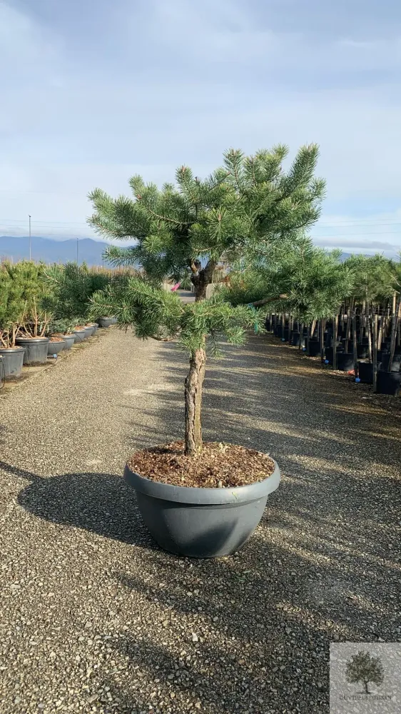 Barrträd i kruka - Pinus Silvestris Watereri - 1,8 m