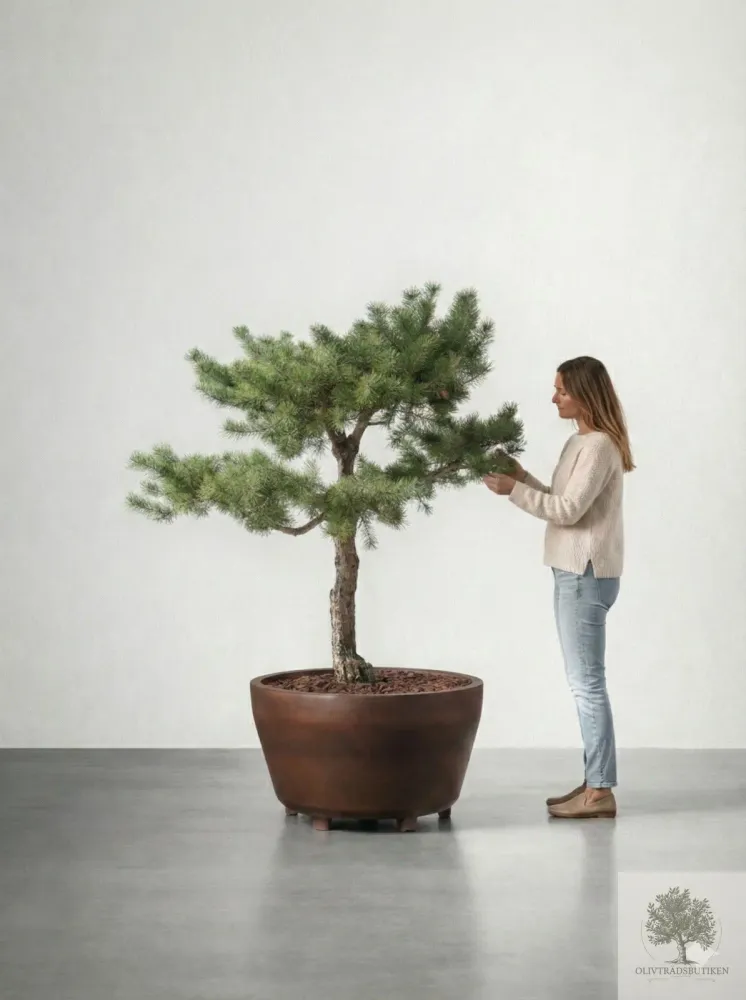 Barrträd i kruka - Pinus Silvestris Watereri - 1,8 m