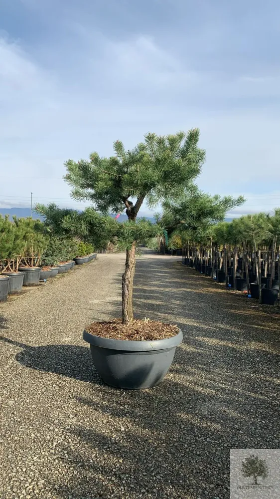 Barrträd i kruka - Pinus Silvestris Watereri - 1,8 m
