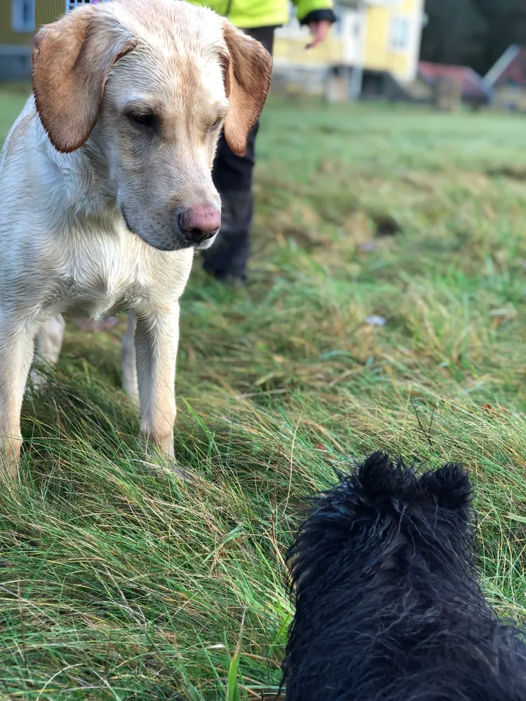Hundinstruktörsutbildning i Göteborg